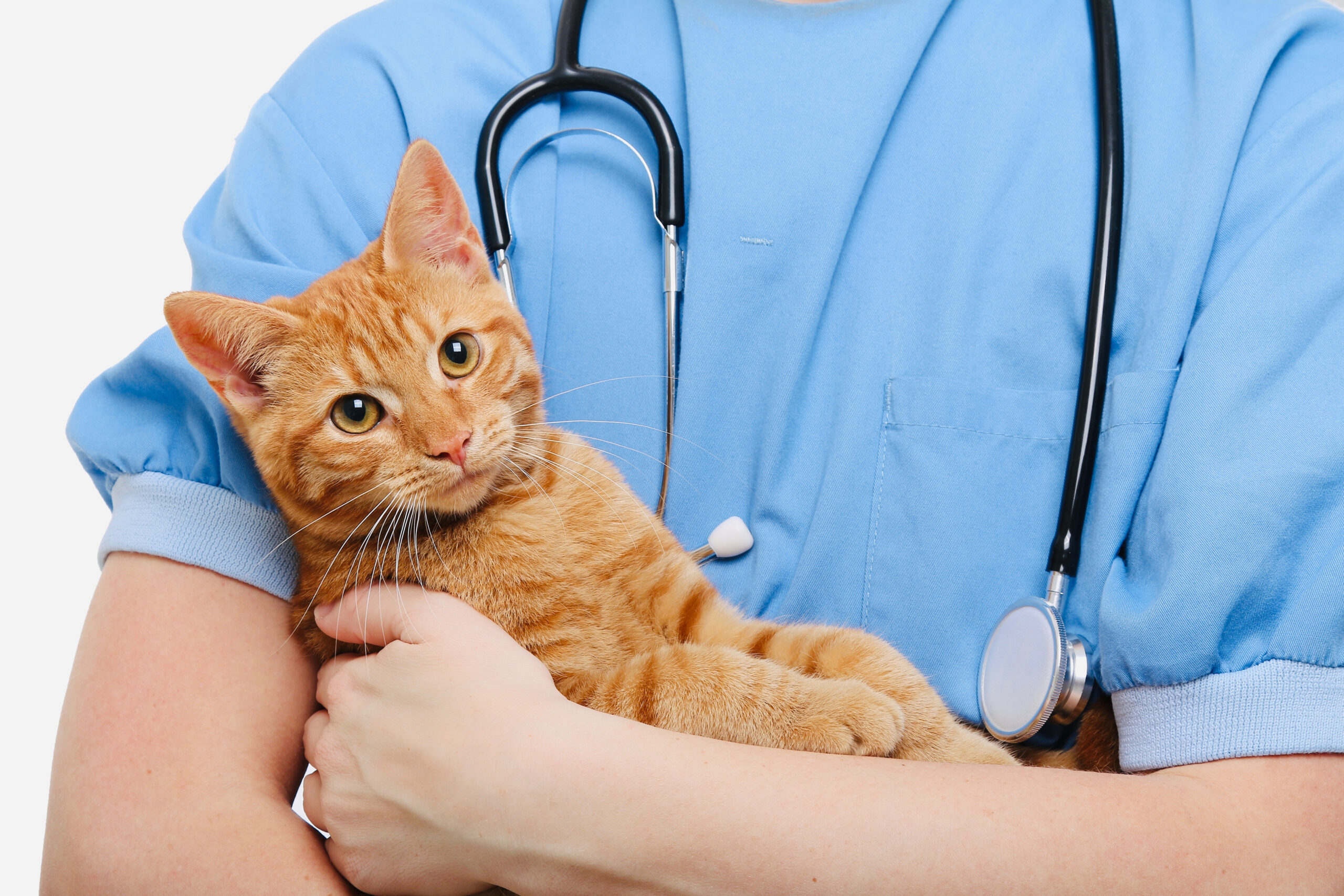 Image of kitten finishing surgery at Oakhill Veterinary Care & Pet Resort