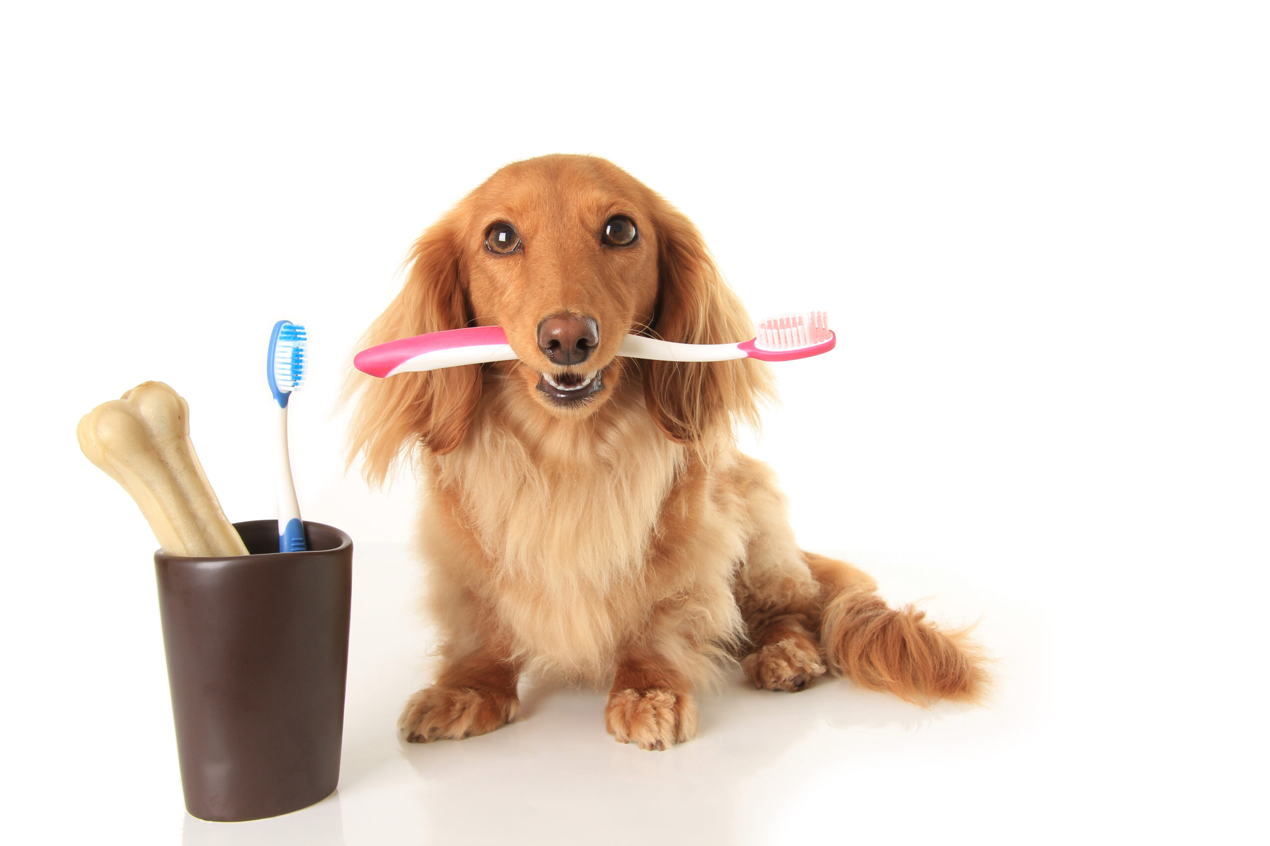 Image of dog with tooth brush and clean teeth