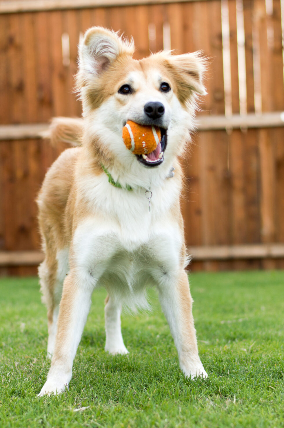 Dog Boarding Best Dog Boarding in Madison Heights VA Oak Hill