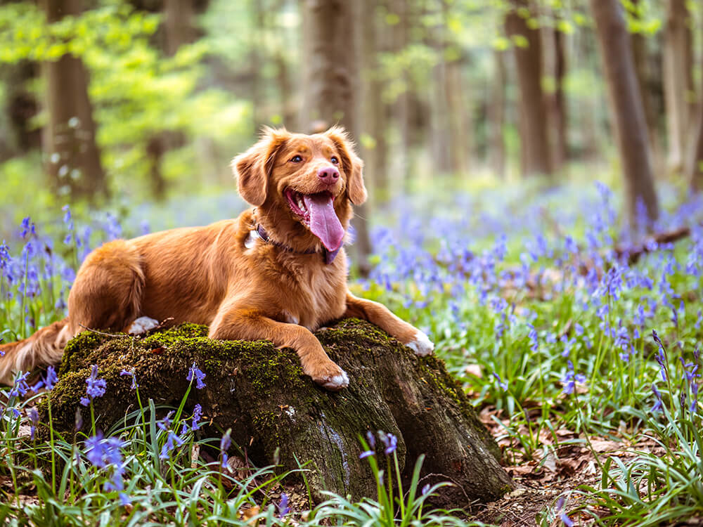 Image of dog relaxing on a rock in Oakhill Veterinary Care and Pet Resort field