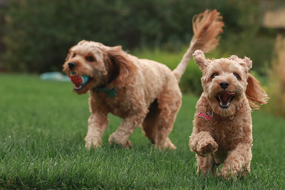 Image of two dogs running and playing at Oak Hill Pet Resort